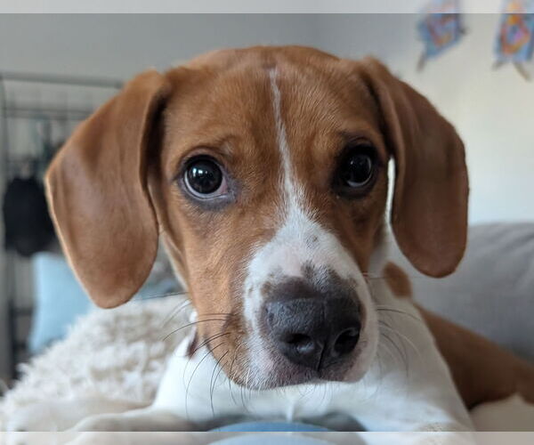 Medium Photo #2 Beagle Puppy For Sale in Dunnellon, FL, USA