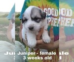 Small Photo #18 Great Pyrenees Puppy For Sale in HILLSVILLE, VA, USA