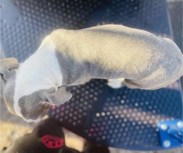 Medium Photo #5 American Pit Bull Terrier Puppy For Sale in TRENTON, NJ, USA