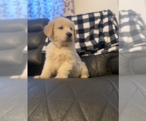 Golden Retriever Puppy for sale in GUYS MILLS, PA, USA