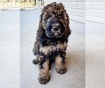 Small #2 Bernedoodle