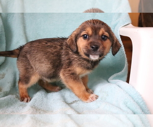 Beagle-Norwegian Elkhound Mix Puppy for sale in SHILOH, OH, USA