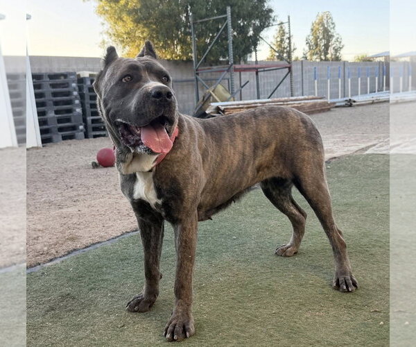 Medium Photo #1 Mutt Puppy For Sale in Goodyear, AZ, USA