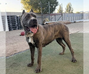 Mutt Dogs for adoption in Goodyear, AZ, USA