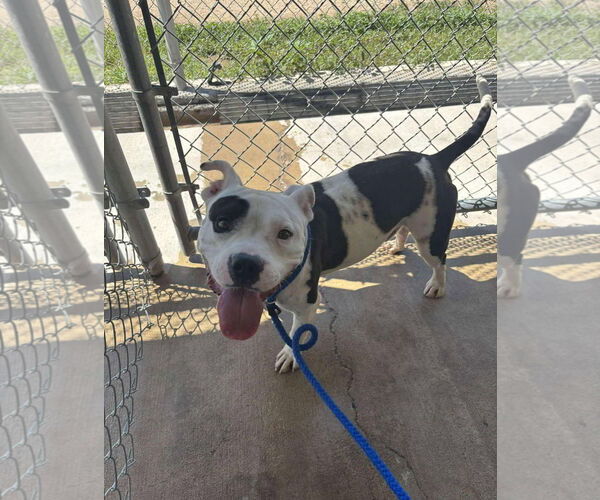 Medium Photo #2 American Pit Bull Terrier-Unknown Mix Puppy For Sale in Grafton, WI, USA