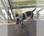 Small #1 American Pit Bull Terrier Mix