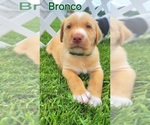 Puppy Bronco Labrador Retriever-Saint Bernard Mix