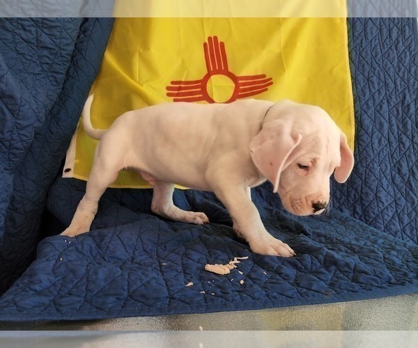 Medium Photo #5 Dogo Argentino Puppy For Sale in ALBUQUERQUE, NM, USA