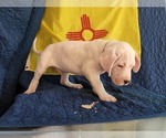 Small Photo #5 Dogo Argentino Puppy For Sale in ALBUQUERQUE, NM, USA