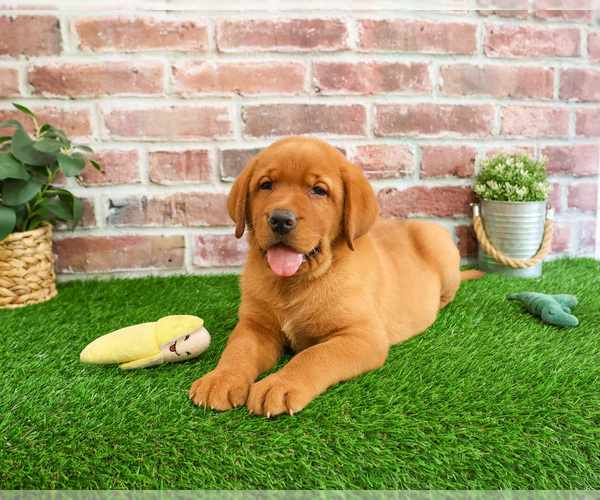 Medium Photo #4 Labrador Retriever Puppy For Sale in SYRACUSE, IN, USA