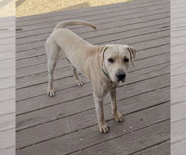 Medium Photo #3 Labrador Retriever-Unknown Mix Puppy For Sale in Fort Worth, TX, USA