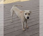 Small #2 Labrador Retriever Mix