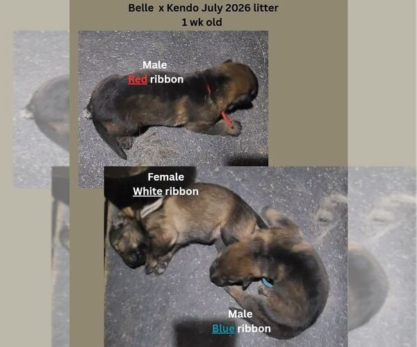 Medium Photo #2 German Shepherd Dog Puppy For Sale in GOLDENDALE, WA, USA