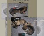 Small #1 German Shepherd Dog
