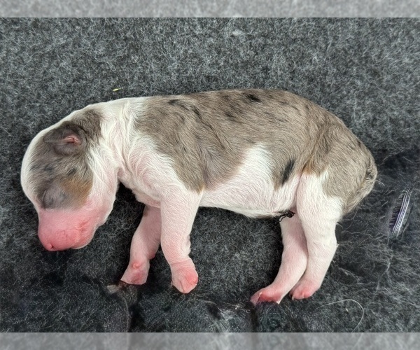 Medium Photo #19 Aussiedoodle Miniature  Puppy For Sale in ROCK HILL, SC, USA