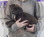 Small #1 Boxer Mix