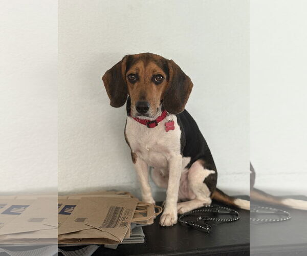 Medium Photo #2 Beagle Puppy For Sale in Tampa, FL, USA