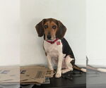 Small #1 Beagle