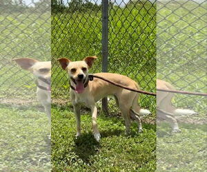 Chihuahua Dogs for adoption in New Orleans, LA, USA