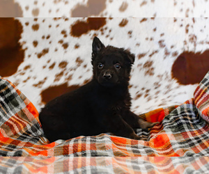 German Shepherd Dog Puppy for sale in BONO, AR, USA