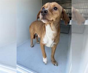 Dachshund-Unknown Mix Dogs for adoption in Houston, TX, USA