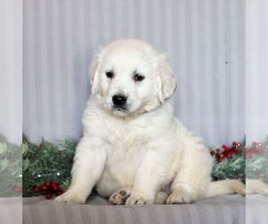 English Cream Golden Retriever Puppy for sale in LITITZ, PA, USA