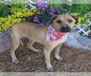 Boxer-Unknown Mix Dogs for adoption in Oklahoma City, OK, USA