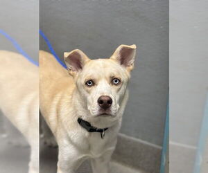 Siberian Husky-Unknown Mix Dogs for adoption in Las Vegas, NV, USA