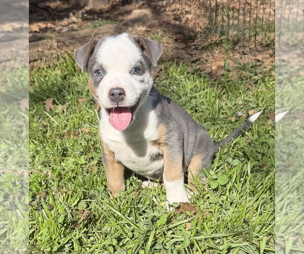 Medium Photo #8 Australian Shepherd-Unknown Mix Puppy For Sale in OKLAHOMA CITY, OK, USA