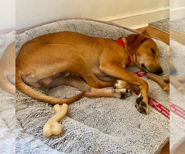 Medium Photo #5 Plott Hound-Unknown Mix Puppy For Sale in Canton, CT, USA