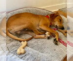 Small #4 Plott Hound Mix