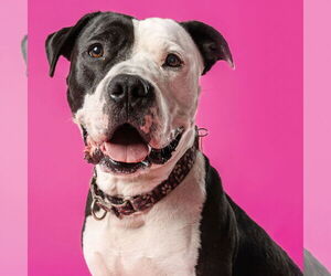 American Pit Bull Terrier-Unknown Mix Dogs for adoption in Fargo, ND, USA