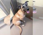 Small #1 German Shepherd Dog Mix