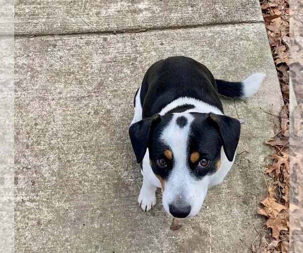 Medium Photo #3 Beagle-Unknown Mix Puppy For Sale in Scottsboro, AL, USA