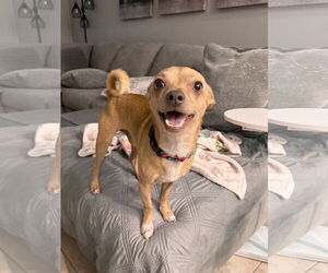 Chihuahua Dogs for adoption in Valrico, FL, USA