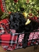 Small Photo #9 Goldendoodle Puppy For Sale in YUKON, OK, USA