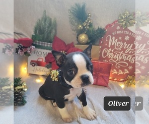 Boston Terrier Puppy for sale in POMEROY, OH, USA