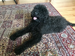 Labradoodle Puppy for sale in STATEN ISLAND, NY, USA