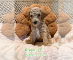 Puppy Green Goldendoodle