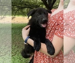 Small #4 German Shepherd Dog
