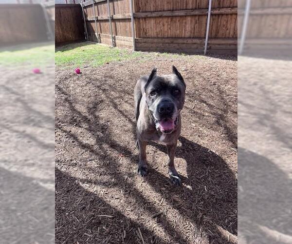 Medium Photo #2 Mutt Puppy For Sale in Plano, TX, USA