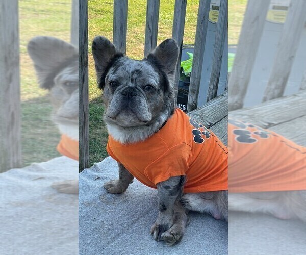 Medium Photo #1 French Bulldog Puppy For Sale in ALMO, KY, USA