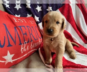 Golden Retriever Puppy for sale in KINGSPORT, TN, USA