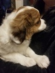 Small Photo #3 Cava-Chin Puppy For Sale in HENNIKER, NH, USA
