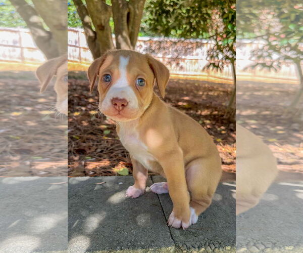 Medium Photo #1 Mutt Puppy For Sale in Holly Springs, NC, USA