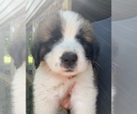 Small Photo #1 Saint Bernard Puppy For Sale in MOCKSVILLE, NC, USA