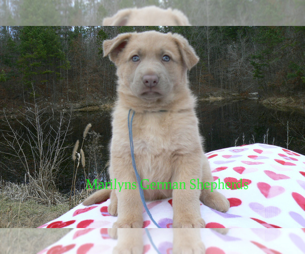 Medium Photo #2 German Shepherd Dog Puppy For Sale in PIEDMONT, MO, USA