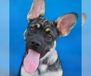 French Bulldog-Unknown Mix Dogs for adoption in Pasadena, CA, USA