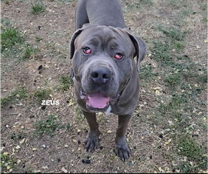 Mastiff Dogs for adoption in Woodland Hills, CA, USA