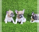 Small Photo #8 French Bulldog Puppy For Sale in CHEYENNE, WY, USA